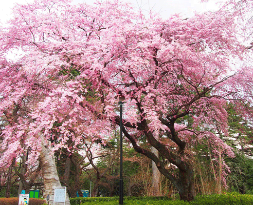 東北の桜